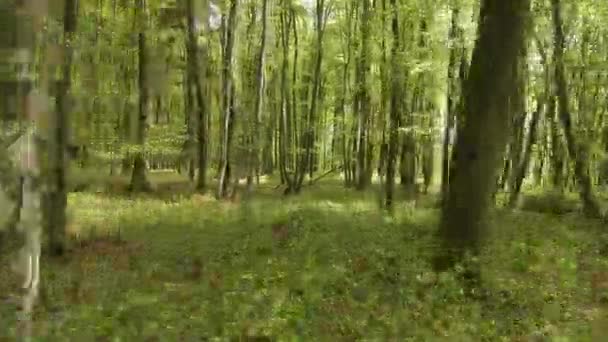 飞过春天的森林灌木丛和山毛榉树干之间 林地的植被在春天苏醒 落叶乔木和茂密森林中的矮树的春天生长的叶子 — 图库视频影像