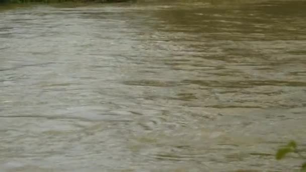 폭우가 후빠르게 흐르는 진흙투성이의 수위가 졌습니다 더럽고 홍수로 흐르고 있는데 — 비디오