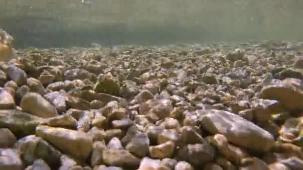 Underwater Klares Und Frisches Flusswasser Das Über Den Mit Kieselsteinen — Stockvideo