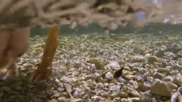 Underwater Slow Motion Hund Som Löper Småsten Och Stänk Strömmande — Stockvideo