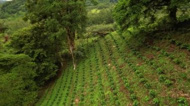 Yeşil tarımsal tarlaları olan güzel tropikal tepeler.