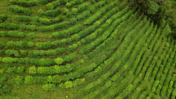 Vackert Tropiskt Landskap Terrasser Kullar Med Gröna Jordbruksplantager — Stockvideo