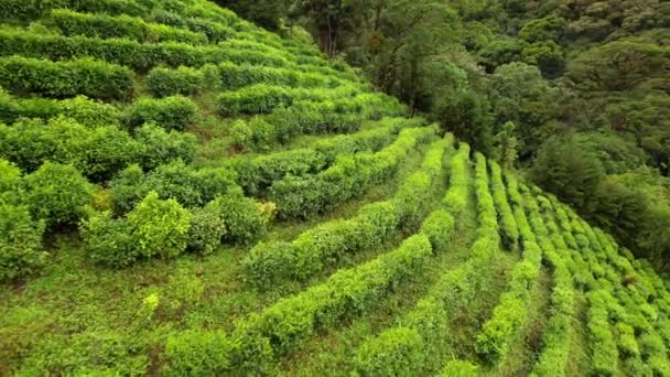 Bellissimo Paesaggio Tropicale Terrazze Colline Con Piantagioni Agricole Verdi — Video Stock