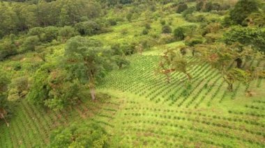 Yeşil tarımsal tarlaları olan güzel tropikal tepeler.