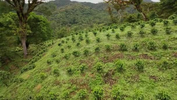 Hermoso Paisaje Tropical Terrazas Colinas Con Plantaciones Agrícolas Verdes — Vídeo de stock