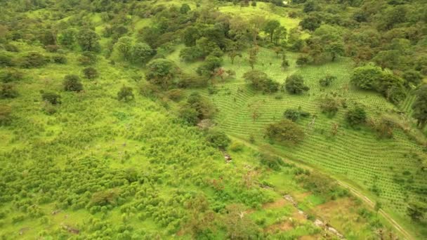 Красивий Тропічний Ландшафт Терас Пагорби Зеленими Сільськогосподарськими Плантаціями — стокове відео