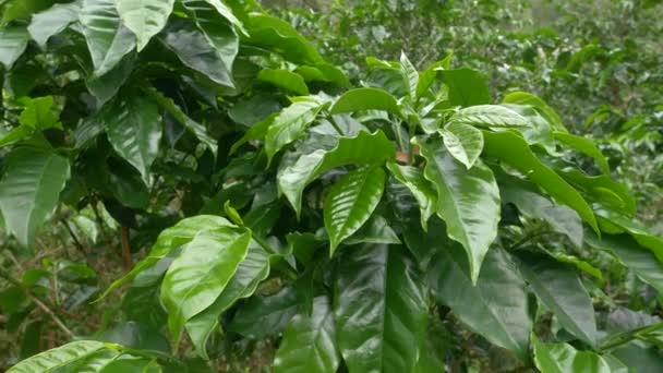 Panama Fidanlıkta Yetişen Yemyeşil Yapraklı Kahve Bitkisi Chiriqui Eyaletinin Panama — Stok video