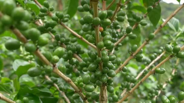 Hromada Zelených Kávových Bobulí Roste Dřevěných Větvích Kávovníku Zrání Třešní — Stock video