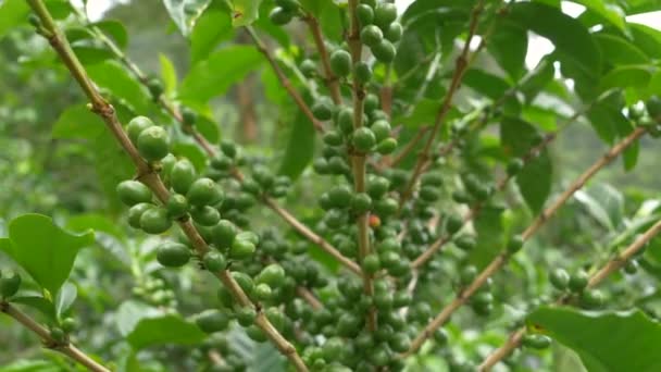 Close Kaffeepflanze Mit Reichlich Rohen Grünen Beeren Auf Hölzernen Zweigen — Stockvideo