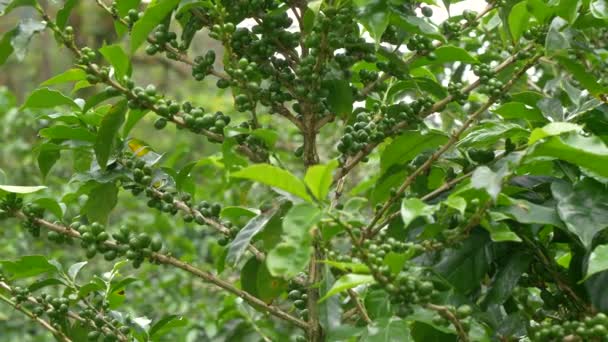 Ukončení Množství Syrových Zelených Bobulí Visí Dřevěných Větvích Kávovníku Zrání — Stock video