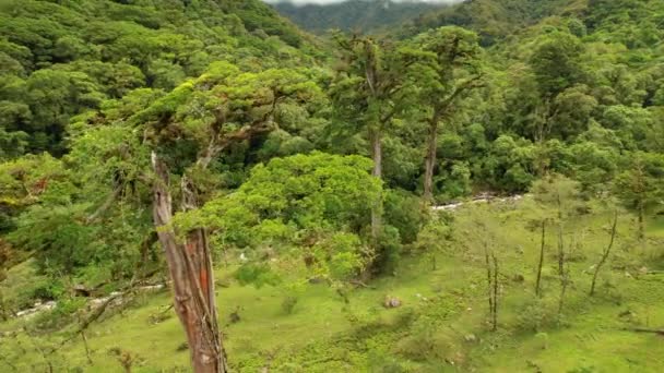 파나마 지대의 우림에서 자라는 의나무들을 흥미롭게 아메리카 악하고 이국적 가운데있는 — 비디오
