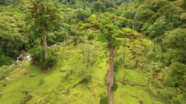 Aerial Καταπληκτικό Άγριο Τροπικό Δάσος Αρχαία Δέντρα Και Ρέον Ποτάμι — Αρχείο Βίντεο