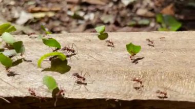 Yeşil yaprak parçaları taşıyan egzotik yapraklı karıncalardan oluşan çalışma grubu. Kendi mantarlarını yetiştirmek için stok toplayan kırmızı karınca kolonisi. Vahşi Panama 'nın hayvan çeşitliliği.