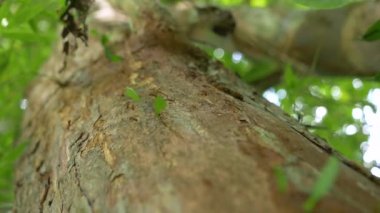 İşçi karınca kolonisi yaprak parçalarını ağaç gövdesinden aşağıya taşıyor. Yaprak kesen karıncalar yaprakları döker ve orman ağacına zarar verir. Panama yağmur ormanlarında şaşırtıcı ama zararlı böcekler.