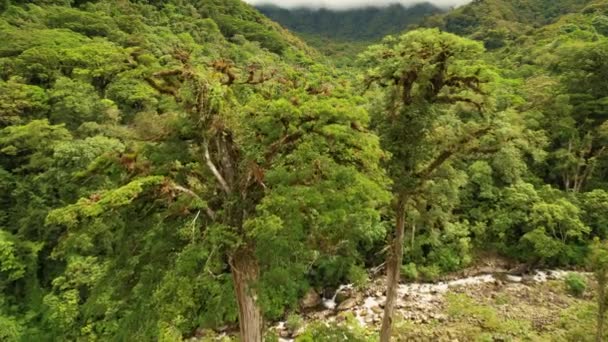 Erial サボテンが花冠に着生する信じられないほどの古代の木 エキゾチックな中央アメリカの雲の森の中で手付かずの自然の中で古い木の興味深い分岐冠 — ストック動画