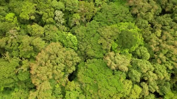 Aérial Top Canopées Arbres Denses Forêt Tropicale Luxuriante Panama Vue — Video