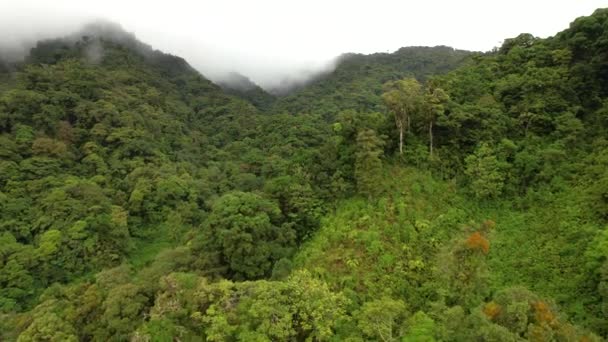 Aérial Paysage Accidenté Envahi Par Une Forêt Tropicale Vierge Panama — Video