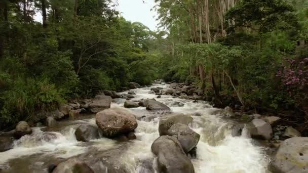Kayalık Nehir Yatağındaki Caldera Nehri Nin Akan Suları Yemyeşil Yağmur — Stok video