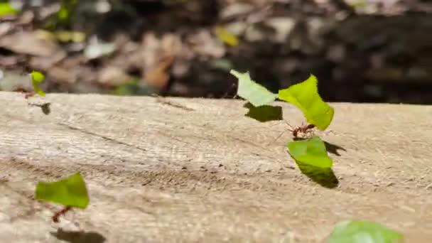 Macro Dof Αποικία Κόκκινων Μυρμηγκιών Που Μεταφέρουν Μικρά Κομμάτια Πράσινων — Αρχείο Βίντεο
