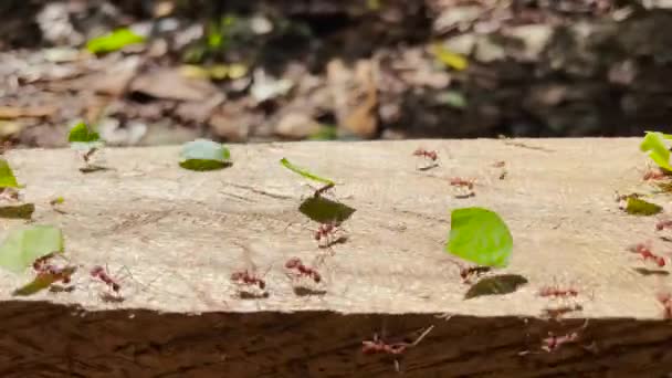 Macro Dof Parade Marching Leafcutter Ants Gathering Supply Green Leaves — Stock Video