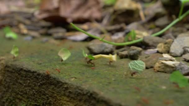 Macro Dof Marcherende Mieren Met Groene Bladfragmenten Tropisch Regenwoud Kolonie — Stockvideo