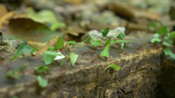 Macro Dof 小さな葉片の供給を収集する熱帯の葉カッターアリ 赤い真菌成長アリは作物を劣化させ 農家に損害を与えます パナマでのエキゾチックな熱帯雨林の動物多様性 — ストック動画