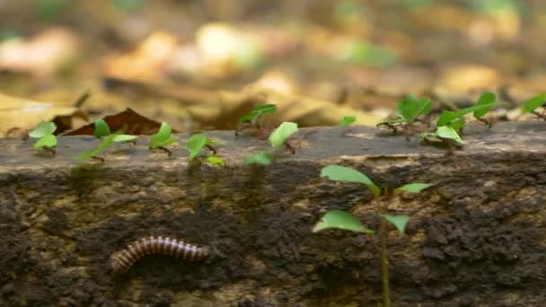 Macro Dof Tiny Jungle Creatures Collecting Carrying Pieces Green Leaves — Stock Video