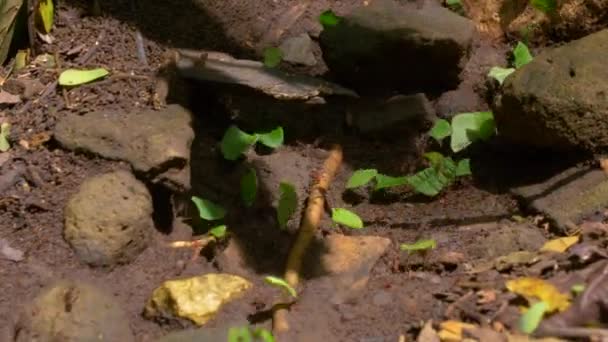 Macro Dof 特有的切叶蚁群 带着小叶子碎片行进 生长真菌的蚂蚁收集供应 以种植自己的真菌 巴拿马热带雨林的动物多样性 — 图库视频影像