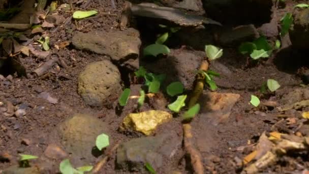 Macro Dof Pracující Mravenci Kteří Přepravují Úlomky Listů Zemi Džungle — Stock video