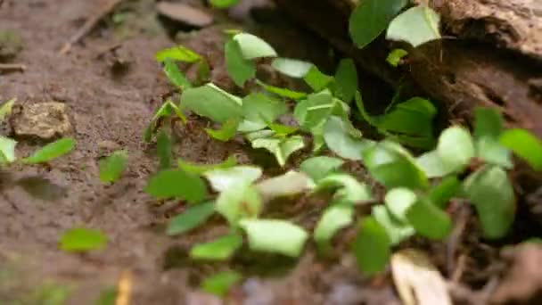 Macro Dof Eine Endemische Ameisenart Sammelt Blätter Panamaischen Dschungel Kolonie — Stockvideo