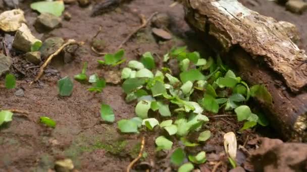 Macro Dof Leafcutter Mierenkolonie Stuitte Een Obstakel Transportroute Schimmelgroeiende Mieren — Stockvideo