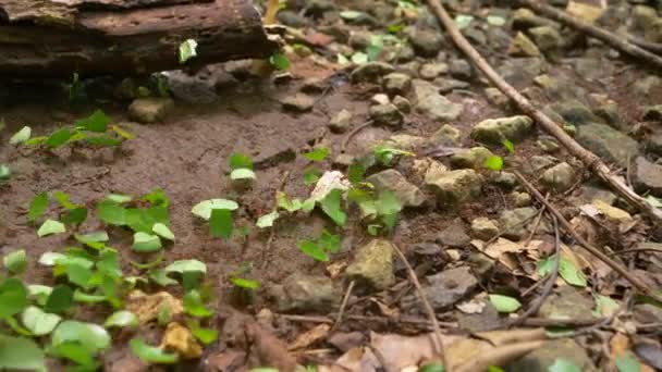 Macro Dof Walking Leafcutter Ants Carry Leaves Rugged Jungle Floor — Stock Video