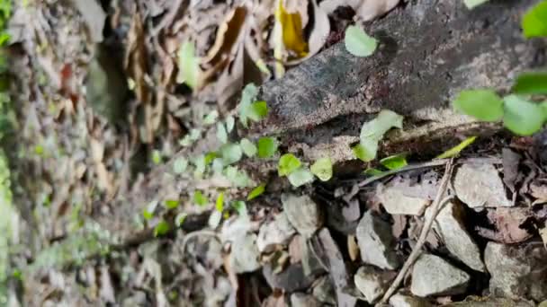 Macro Dof Leaf Cutting Ants Transporting Leaves Growing Own Mushrooms — Stock Video