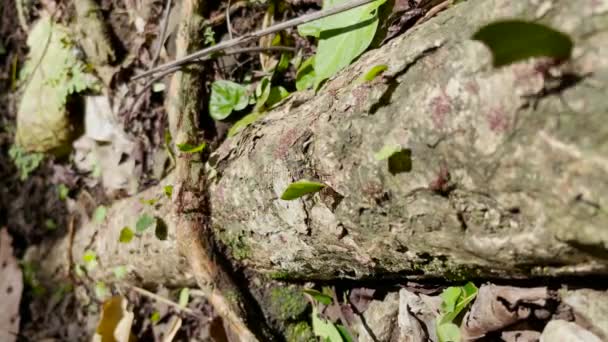 Macro Dof 巴拿马热带雨林中切叶蚁繁忙的运输路线 特有真菌生长蚂蚁的菌落 带着叶子碎片行进 中美洲热带丛林的生物多样性 — 图库视频影像