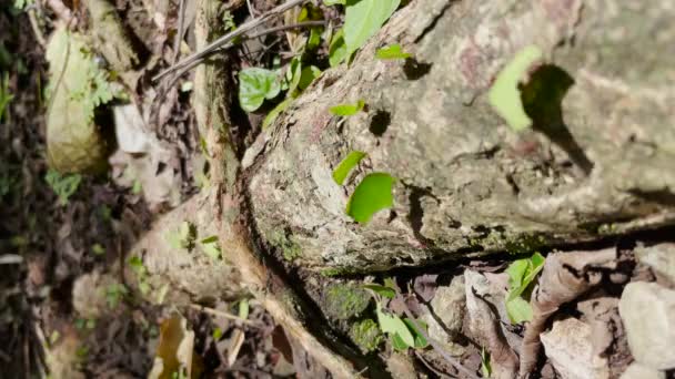 Time Lapse Macro Dof Busy Colony Leafcutter Ants Panamanian Rainforest — Stock Video