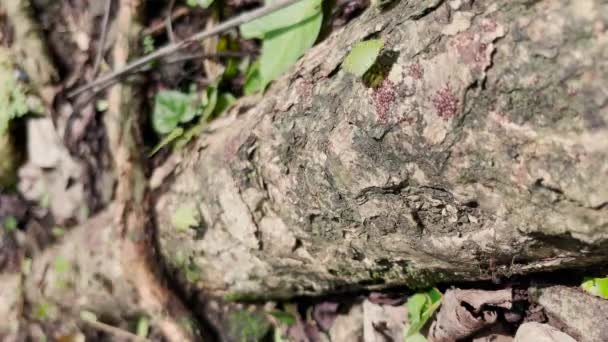 时间差 Macro Dof 勤劳的切叶蚁带着树叶碎片 特有真菌生长的蚂蚁的菌落 提供叶子 中美洲热带雨林的生物多样性 — 图库视频影像
