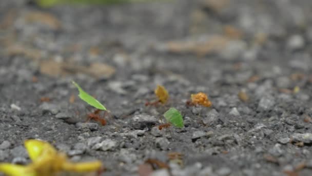Macro Dof Leaf Cutter Ants Struggling Carrying Heavy Burden Supply — Stock Video