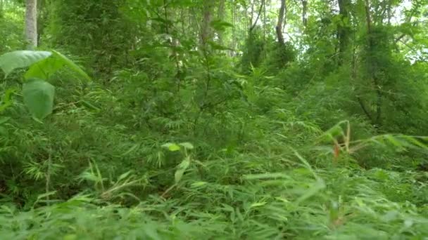 在巴拿马荒野的绿色热带丛林里生长着茂密的竹子植物 在异国情调的中美洲 令人叹为观止的自然环境 天然热带雨林中奇异的植被 — 图库视频影像