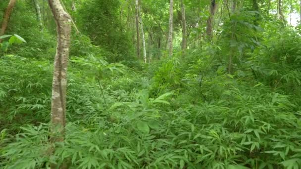 Bujné Zelené Listy Bambusových Rostlin Tropické Divočině Střední Ameriky Ohromující — Stock video