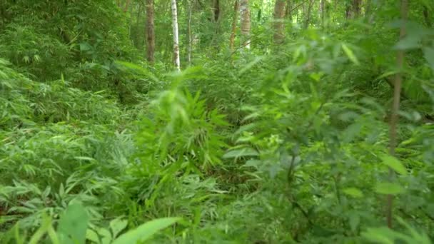 Živé Zelené Zbarvení Bambusových Listů Tropické Divočině Střední Ameriky Ohromující — Stock video
