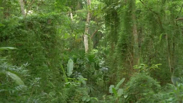 パナマの荒野の緑豊かな熱帯ジャングルの中で緑豊かな成長竹の植物 エキゾチックな中央アメリカの比類のない自然環境の息をのむような景色 自然の熱帯雨林の素晴らしい植生 — ストック動画