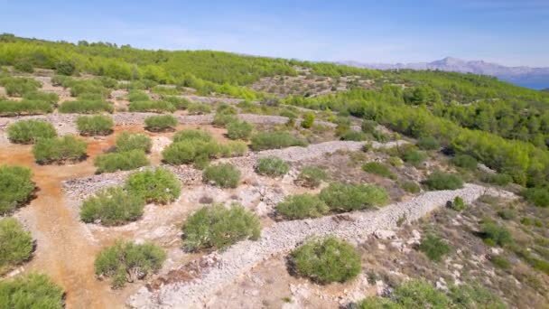 Aerial Terreno Inclinado Con Plantación Olivos Verdes Entre Exuberante Vegetación — Vídeos de Stock