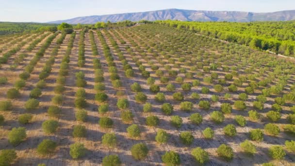 Aerial Απίστευτα Ευθυγραμμισμένα Ελαιόδεντρα Που Φυτρώνουν Φυτεία Για Παραγωγή Λαδιού — Αρχείο Βίντεο