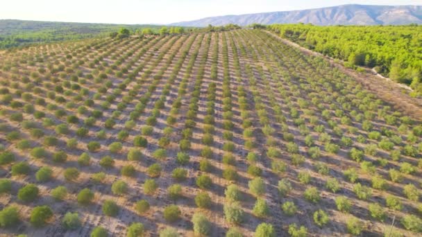 Aerial Large Cultivated Field Beautiful Pattern Aligned Olive Trees Agricultural — Stock Video