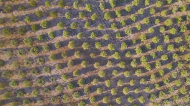 Aerial Top Ładny Wzór Wyrównanych Drzew Rosnących Dużej Plantacji Oliwek — Wideo stockowe