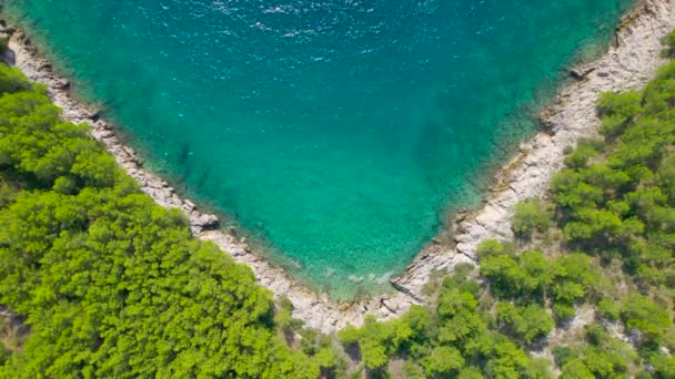 Aerial 바위가 해안을 소나무 숲으로 둘러싸인 울퉁불퉁 해변에 부드럽게 밀려오는 — 비디오