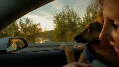 Yaklaş, şirin köpek sahil boyunca araba sürerken arabanın camından bakıyor. Güzel Adriyatik Denizi 'nin yaz tatilinde sahibinin kollarında oturan tuhaf tüylü yolcu..