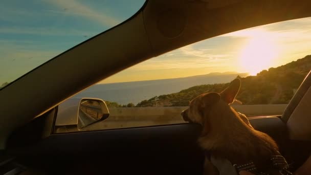 レンズフレア 茶色の髪の犬は車の窓から黄金の夕日を見ています 美しいアドリア海による夏の休暇先への運転中に所有者の膝の上に座って快適な毛皮の旅客 — ストック動画