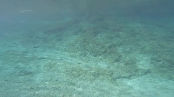 Υπουργειο Σχολείο Μικρών Ψαριών Που Κολυμπούν Κοντά Ύφαλο Καταγάλανη Αδριατική — Αρχείο Βίντεο