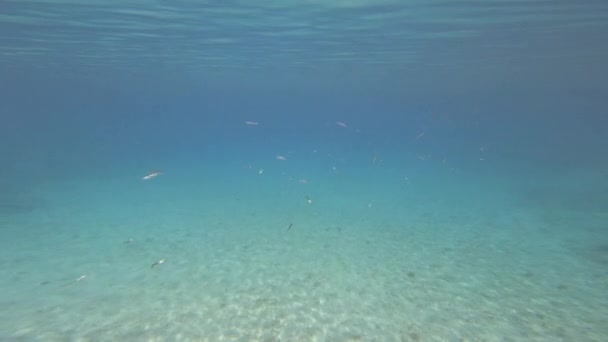 Skal Fisk Som Skimrar Kristallklart Blått Vatten Adriatiska Havet Orörd — Stockvideo